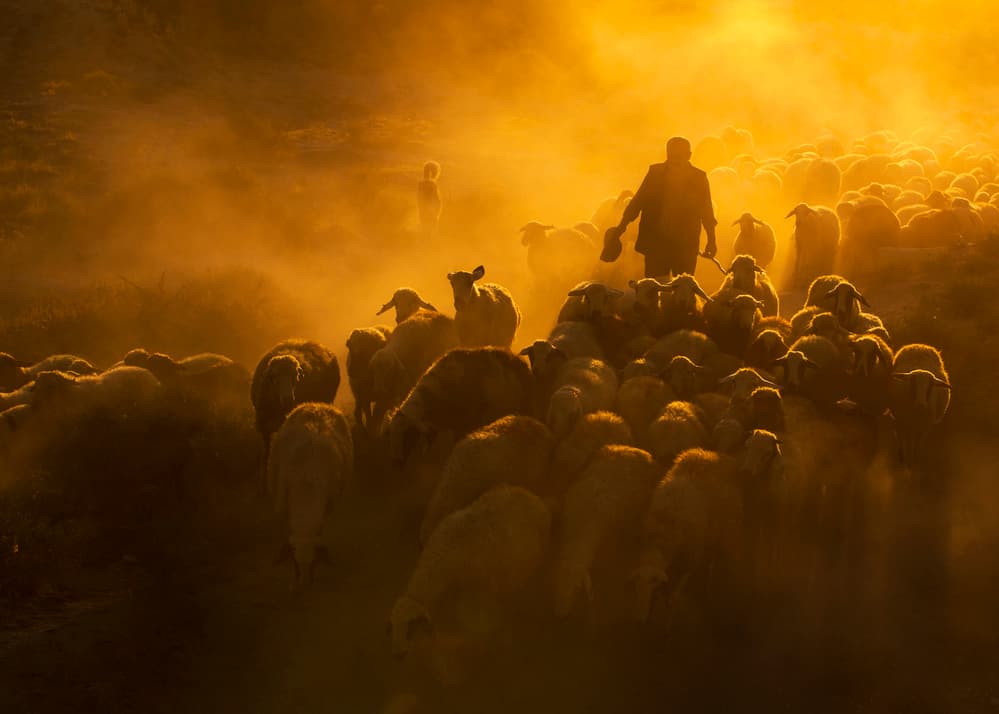 Shepherd and Golden Flock by Feyzullah Tunç — canvas wall art