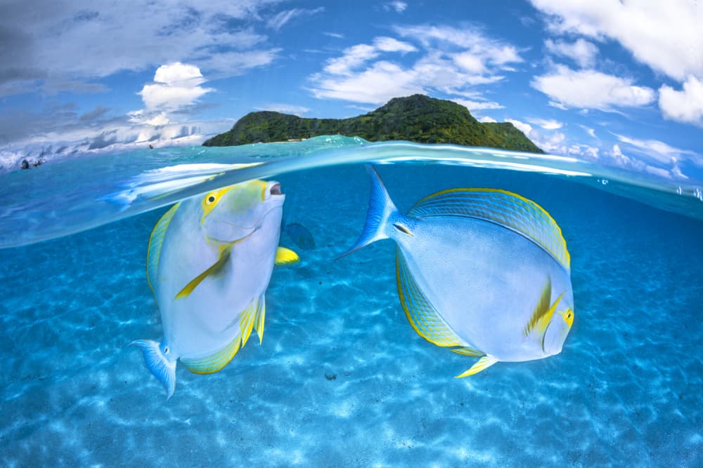 Tropical Fish Split View by Barathieu Gabriel — canvas wall art