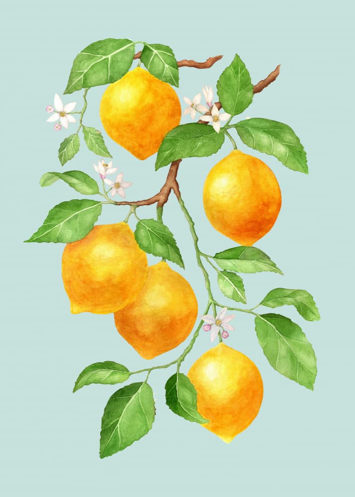 Fresh Lemon Branch by Maja Kjær — canvas wall art
