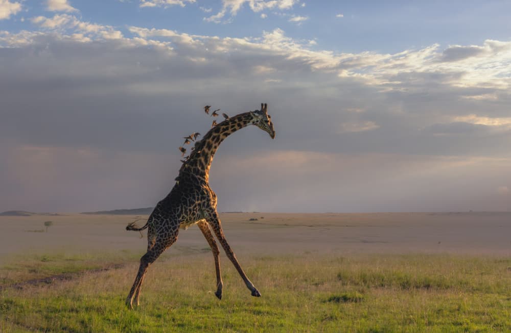 Playful Giraffe Leap by MIN LI — canvas wall art