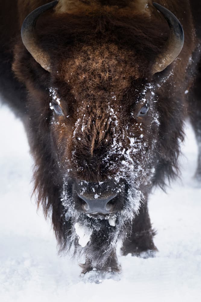 Majestic Snowy Bison by Vicki Lai — canvas wall art
