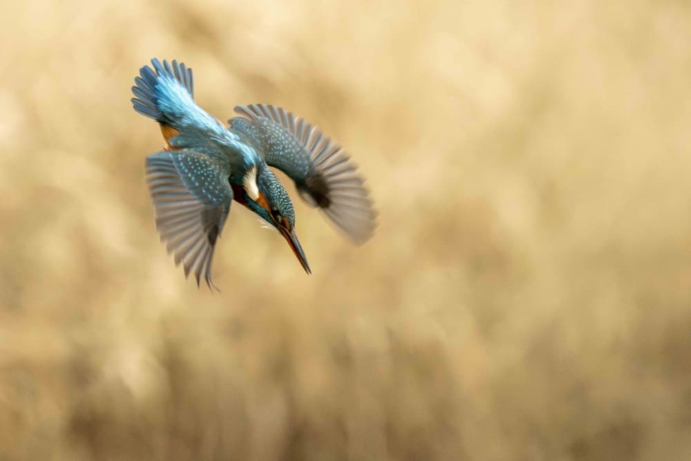 Vibrant Kingfisher Dive by Caroline Wirtz — canvas wall art