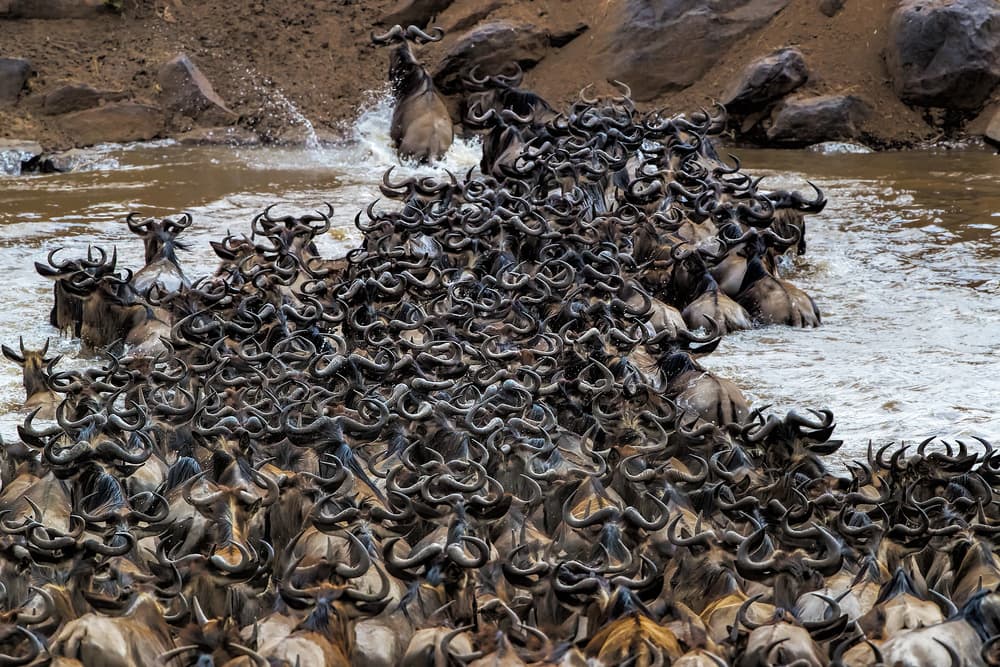 Wildebeest River Crossing by Jun Zuo — canvas wall art