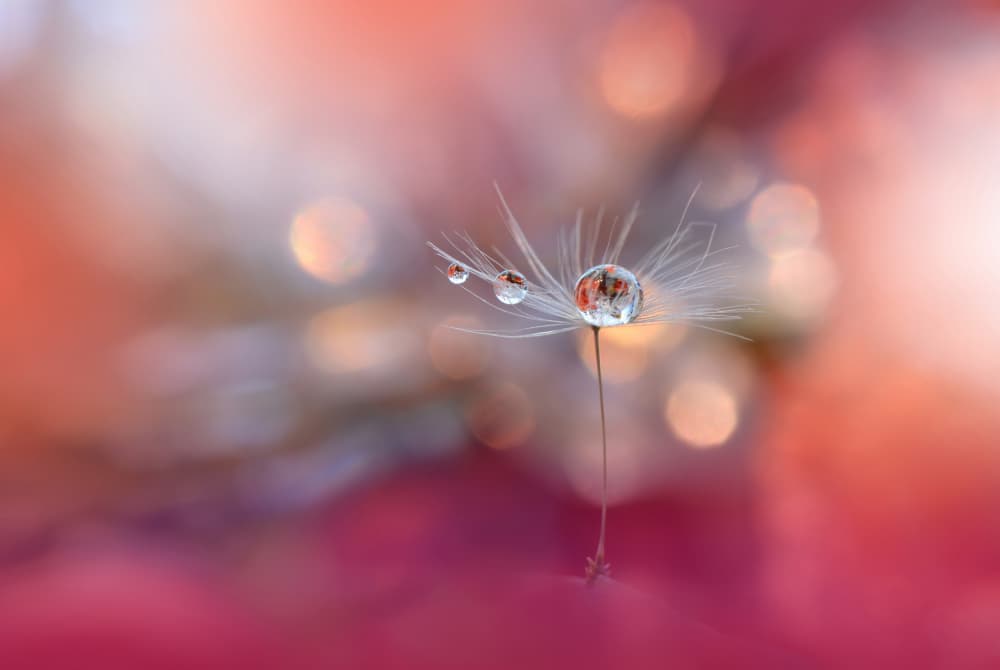 Delicate Dandelion Drops by Juliana Nan — canvas wall art