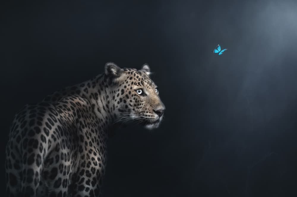 Leopard Butterfly Gaze by Jayanta Guha — canvas wall art