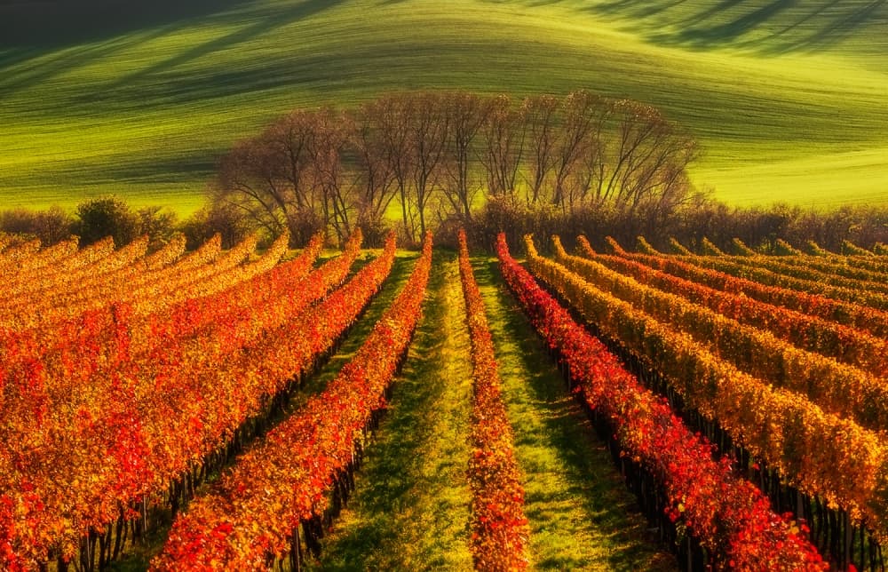 Vibrant Autumn Vineyard by Piotr Krol (Bax) — canvas wall art