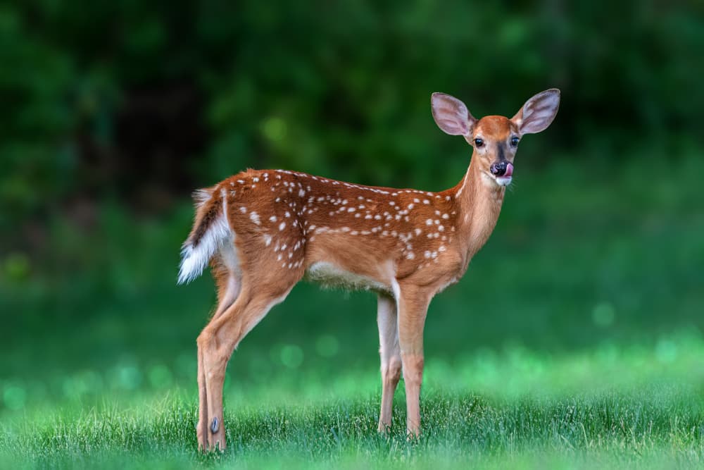Gentle Fawn in Meadow by Jacob (Jian) Xu — canvas wall art