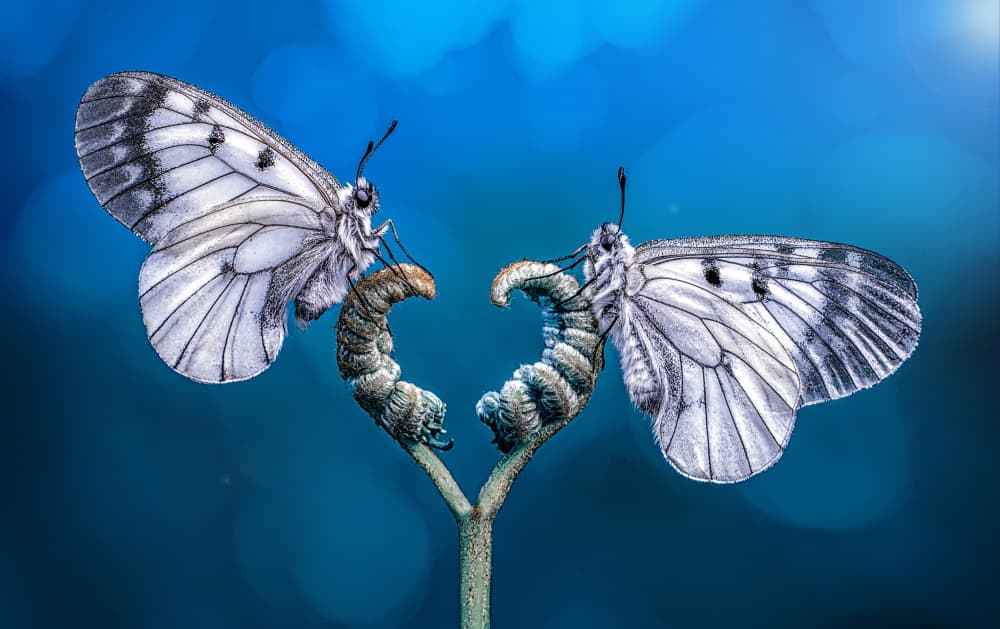 Butterfly Heart by Mustafa öztürk — canvas wall art