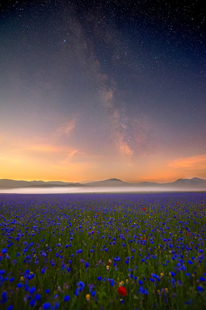 Milky Way Flower Field by Roberto Marchegiani — canvas wall art