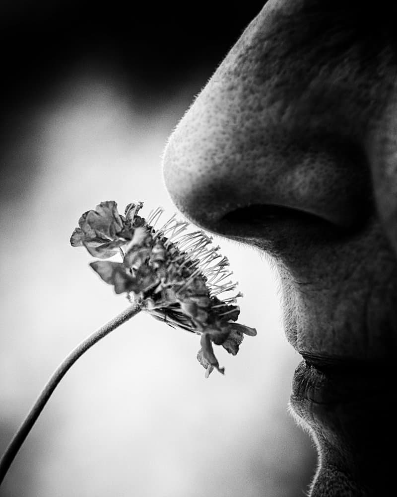 Gentle Floral Scent by Wicher Bos — canvas wall art