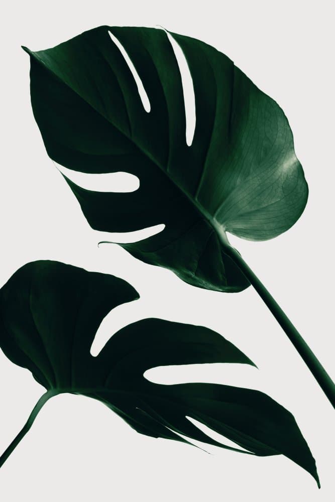 Tropical Monstera Leaves by Pictufy Studio III — canvas wall art