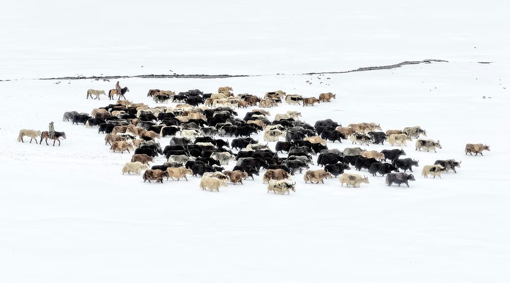 Herding Yaks in Snow by Hua Zhu — canvas wall art
