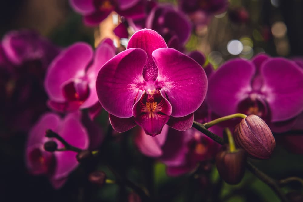 Vibrant Purple Orchid by Tim Mossholder — canvas wall art