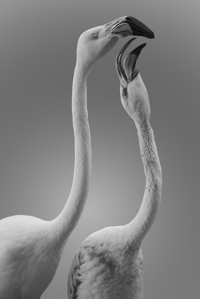 Flamingo Connection by Krystina Wisniowska — canvas wall art