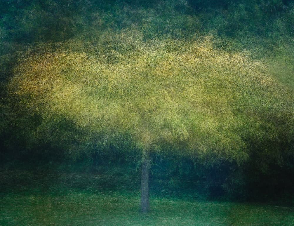 Dreamy Green Tree by Katarina Holmström — canvas wall art