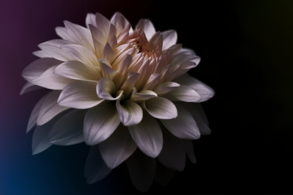 Elegant White Dahlia by Shigeharu — canvas wall art