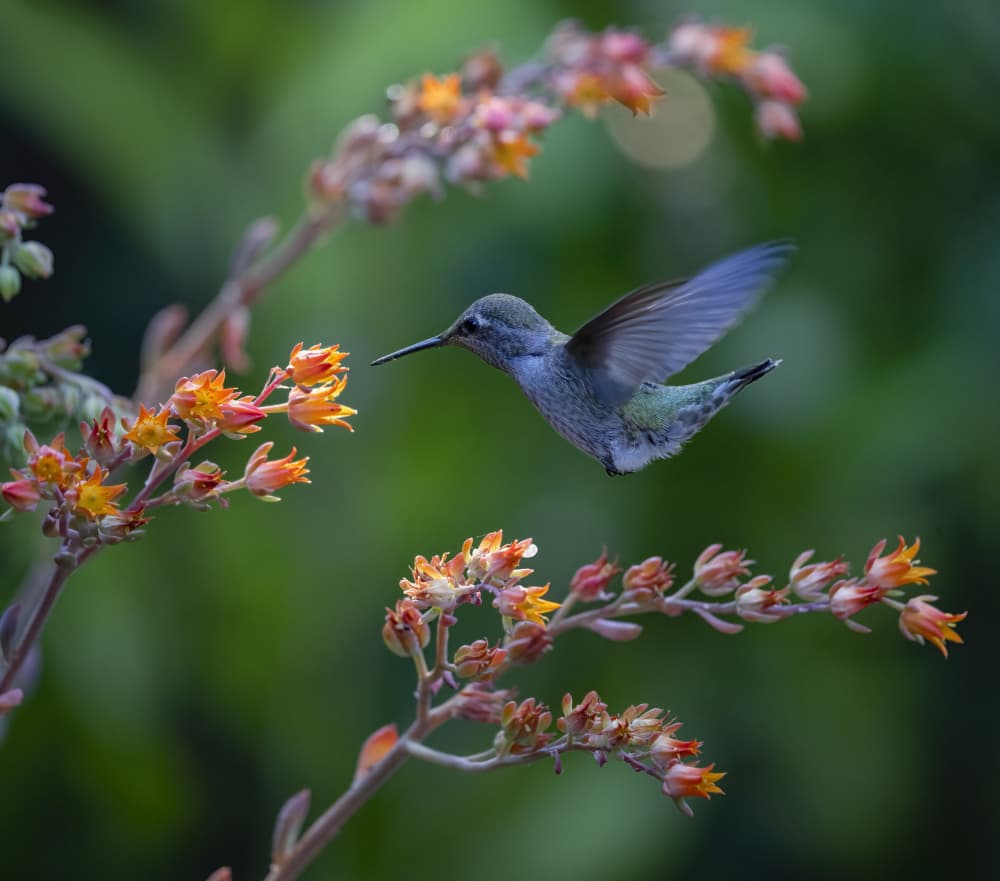 Hummingbird Nectar Dance by Xiaojian Huang — canvas wall art