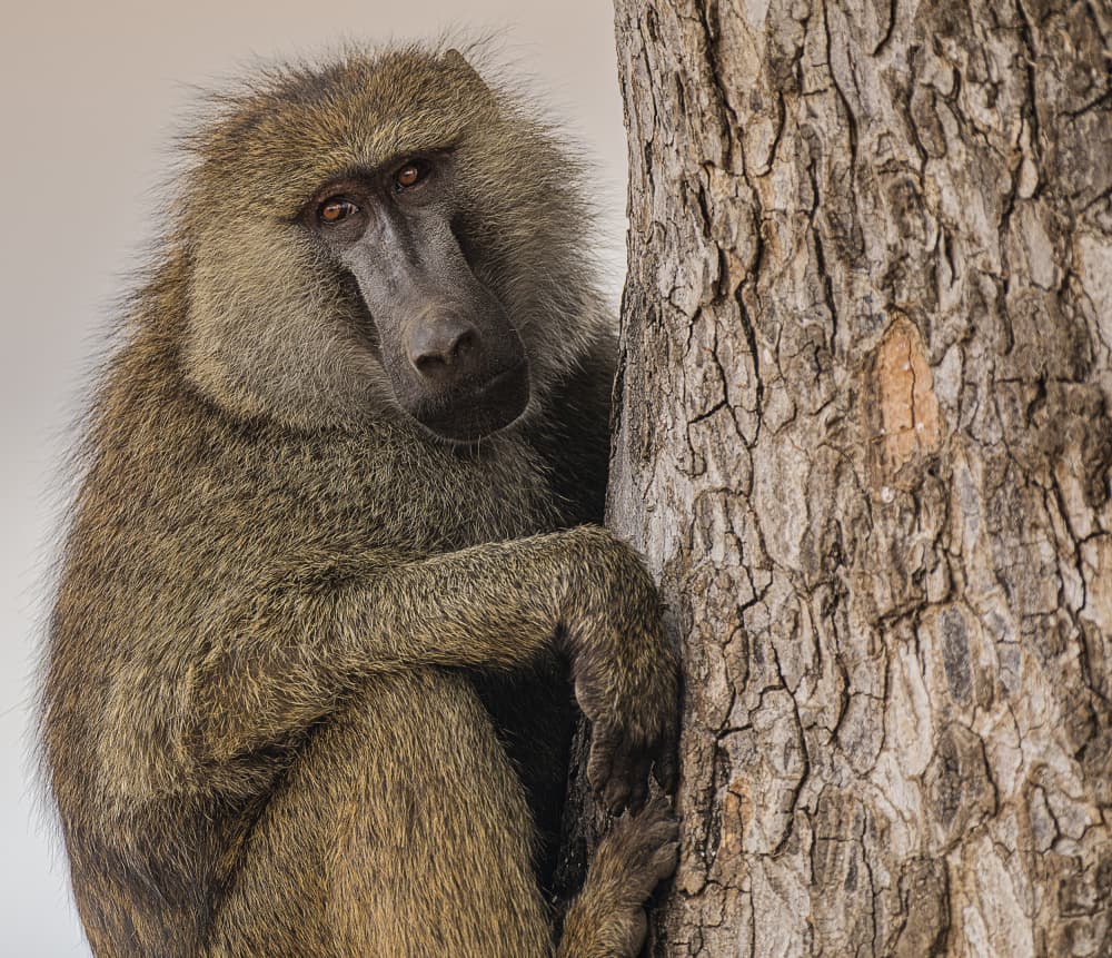 Curious Baboon Portrait by Jois Domont ( J.L.G.) — canvas wall art