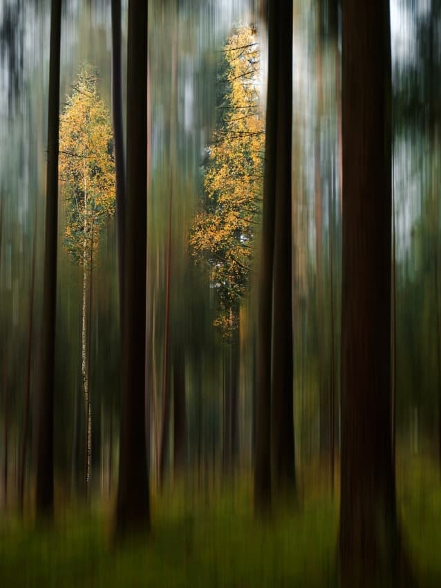 Golden Fall Woods by Bjorn Emanuelson — canvas wall art