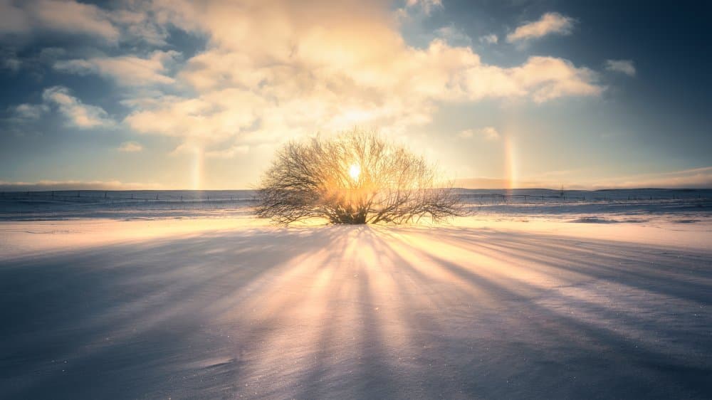 Radiant Winter Tree by Yuan Cui — canvas wall art