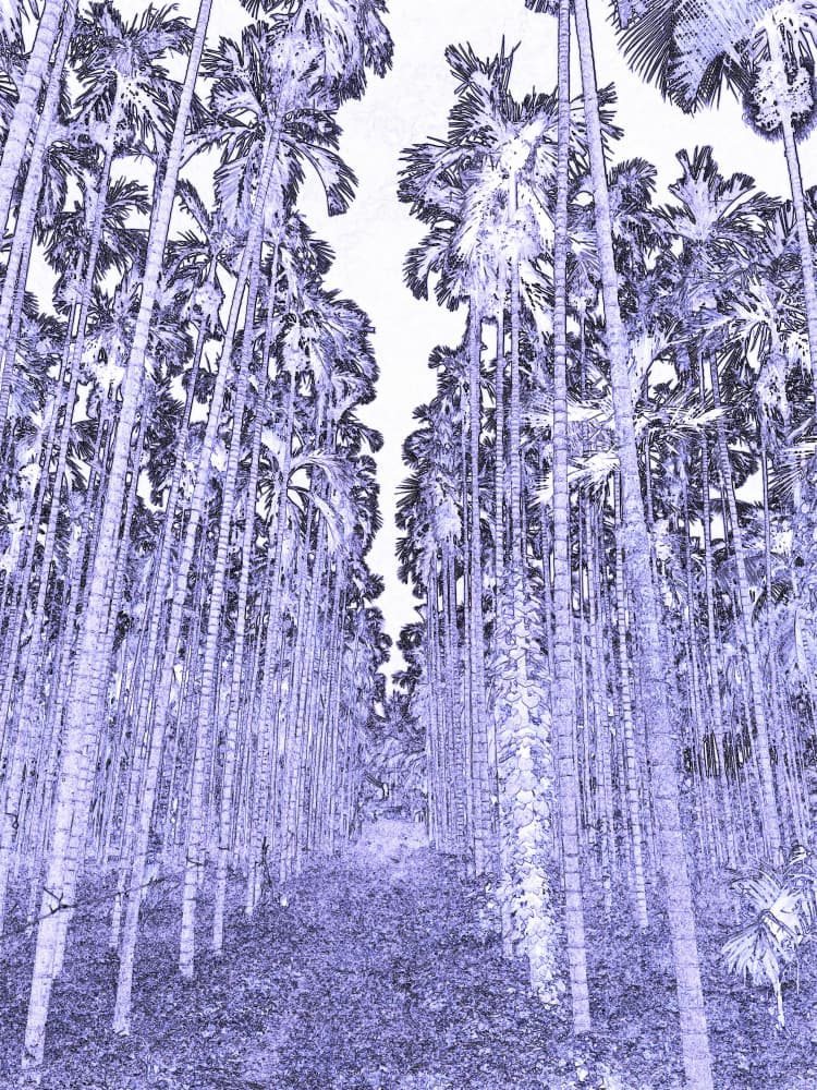 Mystical Palm Path by Santhosh ch — canvas wall art