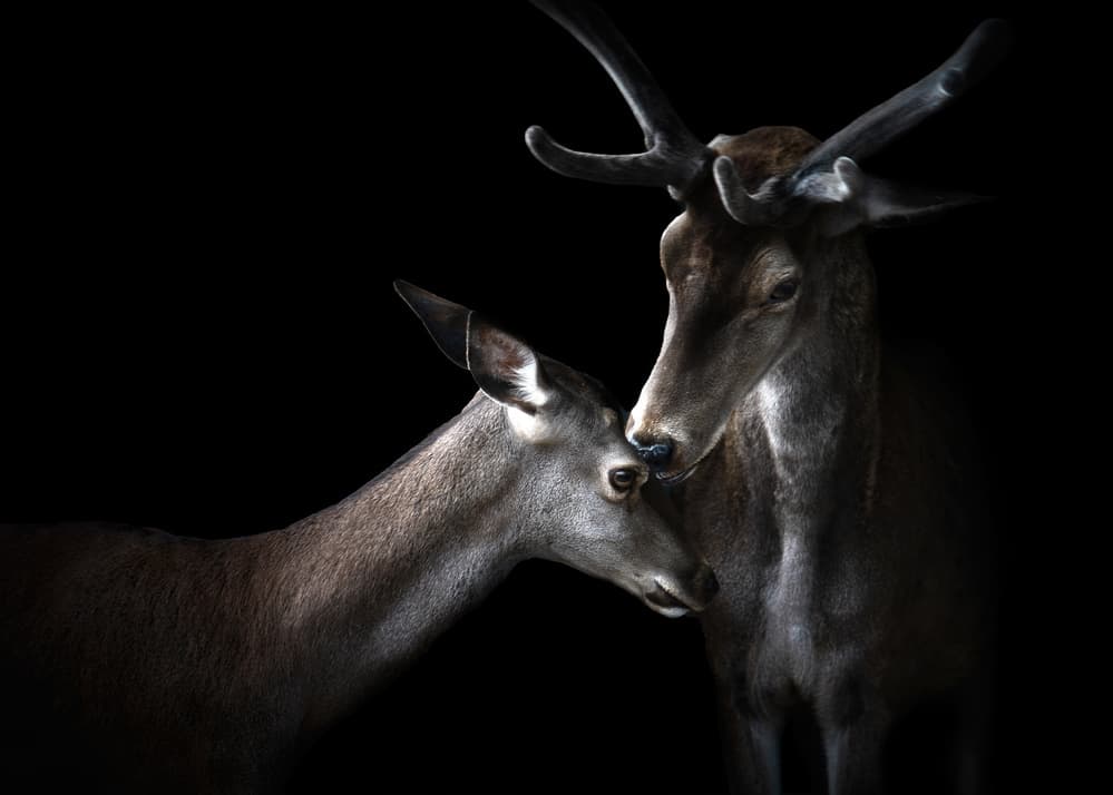 Tenderness by Santiago Pascual Buye — canvas wall art