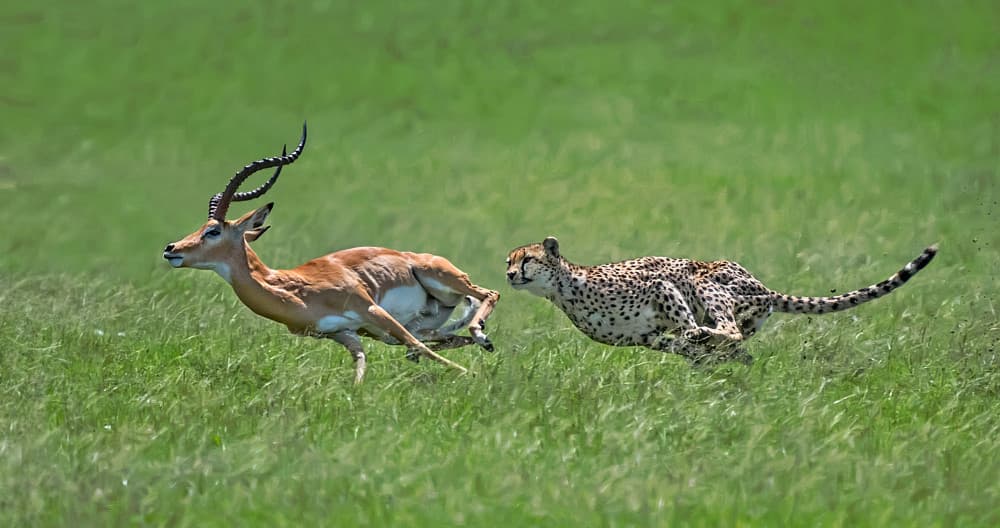 Fast Cheetah Hunt by Xavier Ortega — canvas wall art