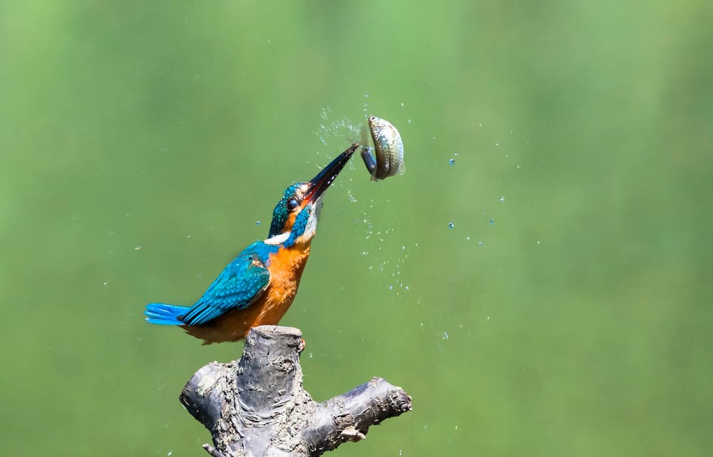 Vibrant Kingfisher Catch by Takashi Suzuki — canvas wall art