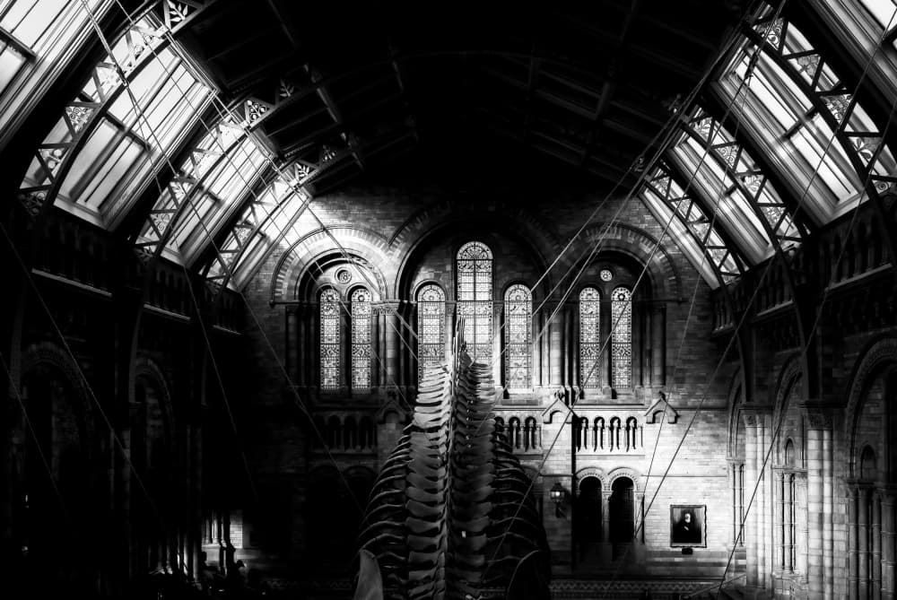 Grand Museum Skeleton by Stephanie Kleimann — canvas wall art