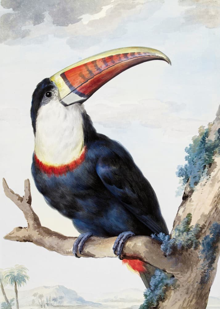Red Billed Toucan by Aert Schouman — canvas wall art