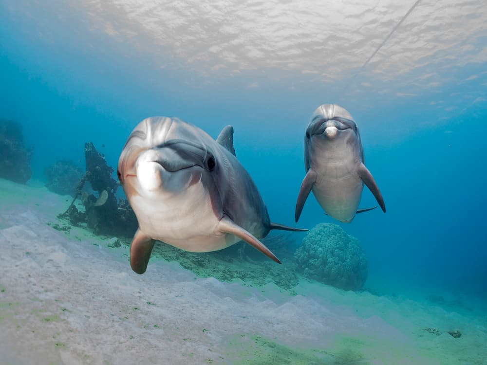 Smiling Dolphins Underwater by Ilan Ben Tov — canvas wall art