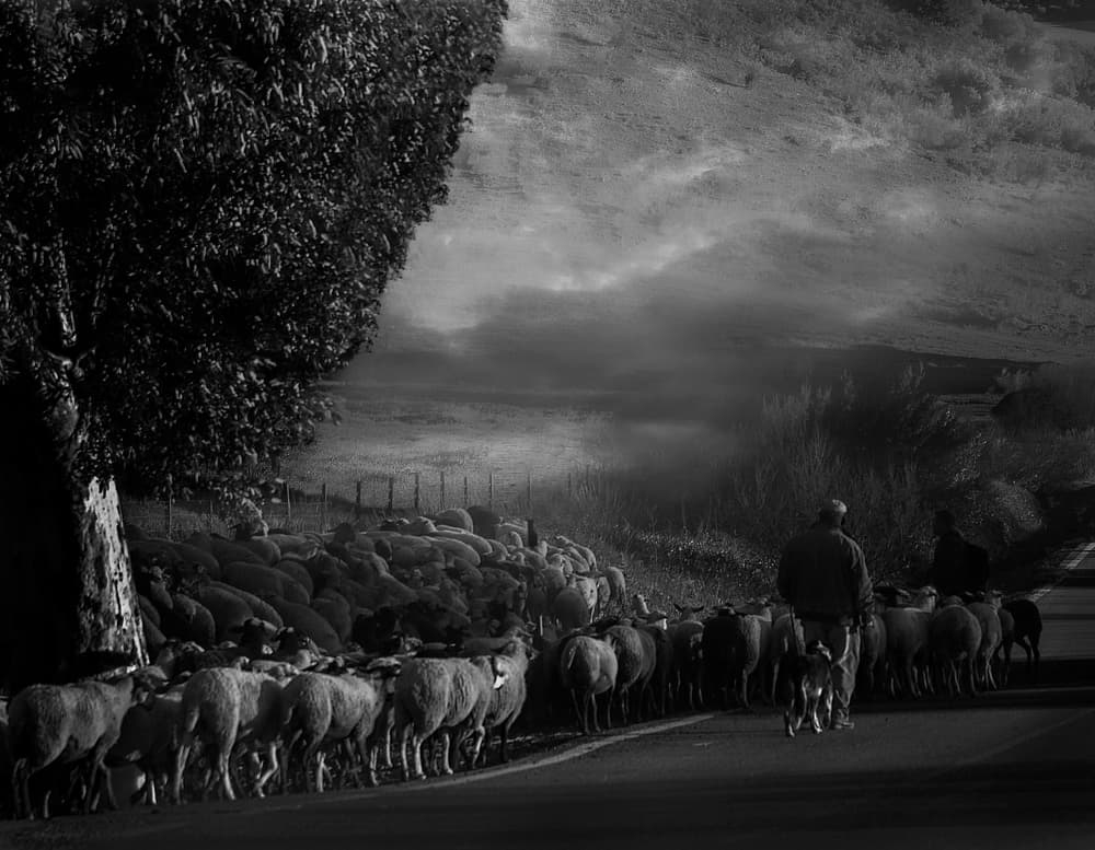 Misty Mountain Herding by Clas Gustafson PRO — canvas wall art