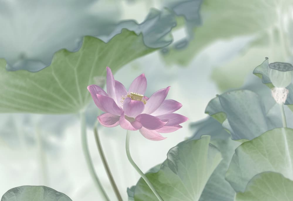 Serene Pink Lotus by Binbin L. — canvas wall art