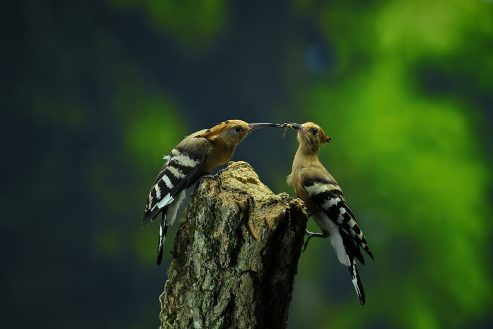 Hoopoes Sharing a Meal by Ajar Setiadi — canvas wall art