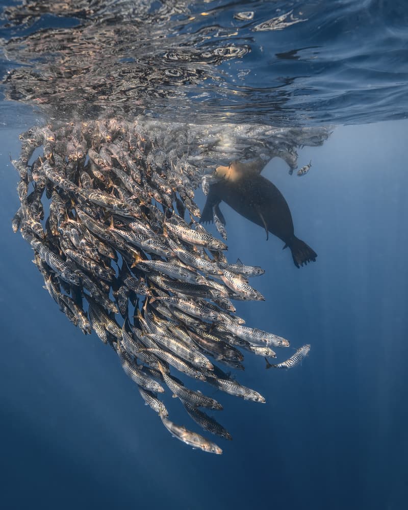 Sea Lion Bait Ball by Jennifer Lu — canvas wall art