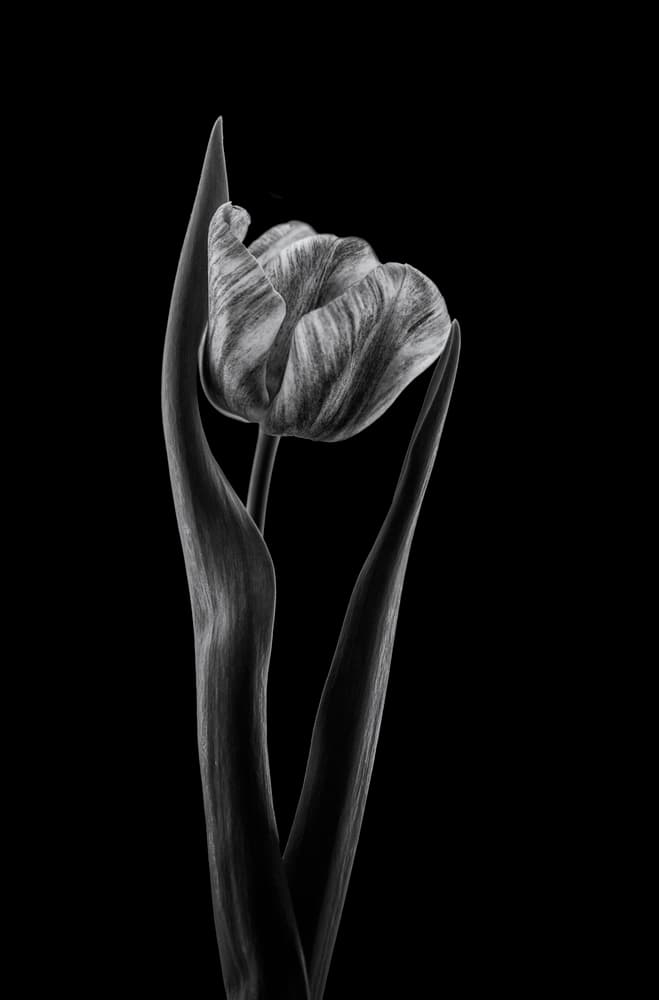 Elegant Tulip Bloom by Lotte Grønkjær — canvas wall art