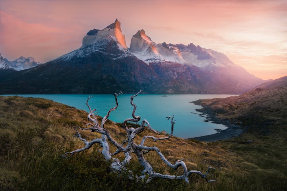 Twisted Tree Mountain Sunset by James Cai — canvas wall art