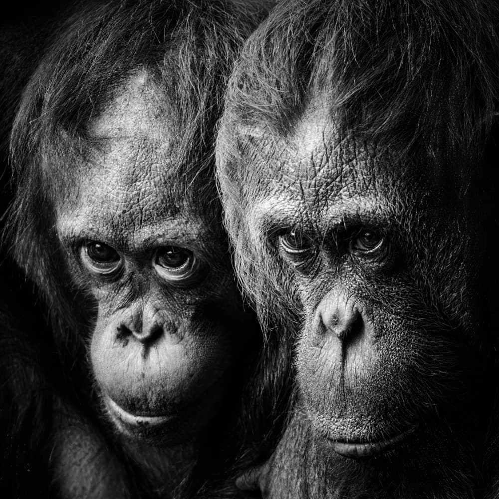 Soulful Orangutan Eyes by Christian Meermann — canvas wall art