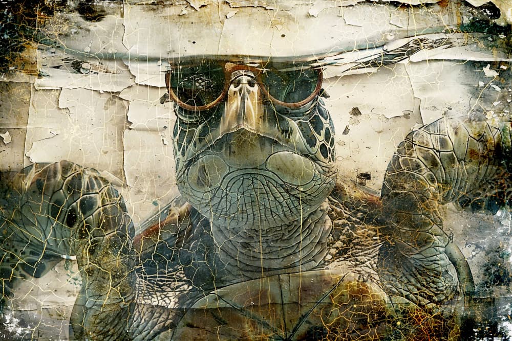 Retro Turtle Sunglasses by Rafal Kulik — canvas wall art
