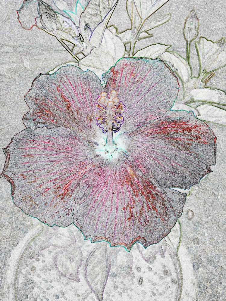 Tropical Hibiscus Sketch by Santhosh ch — canvas wall art