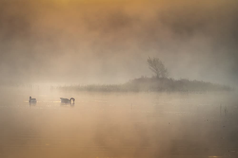 Misty Morning Ducks by Benny Pettersson — canvas wall art