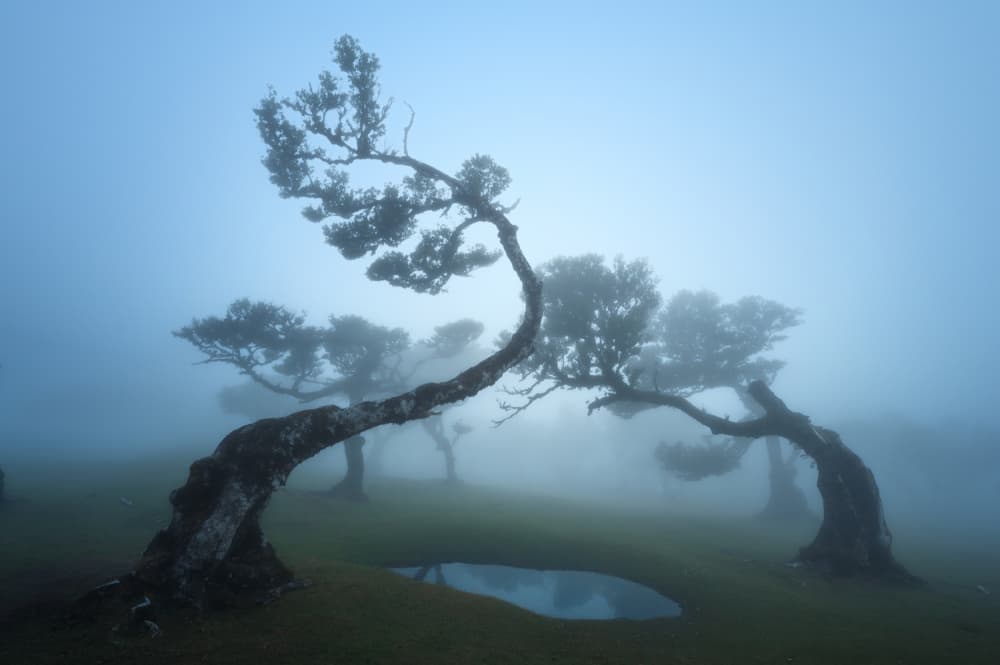 Enchanted Misty Trees by David Martin Castan — canvas wall art