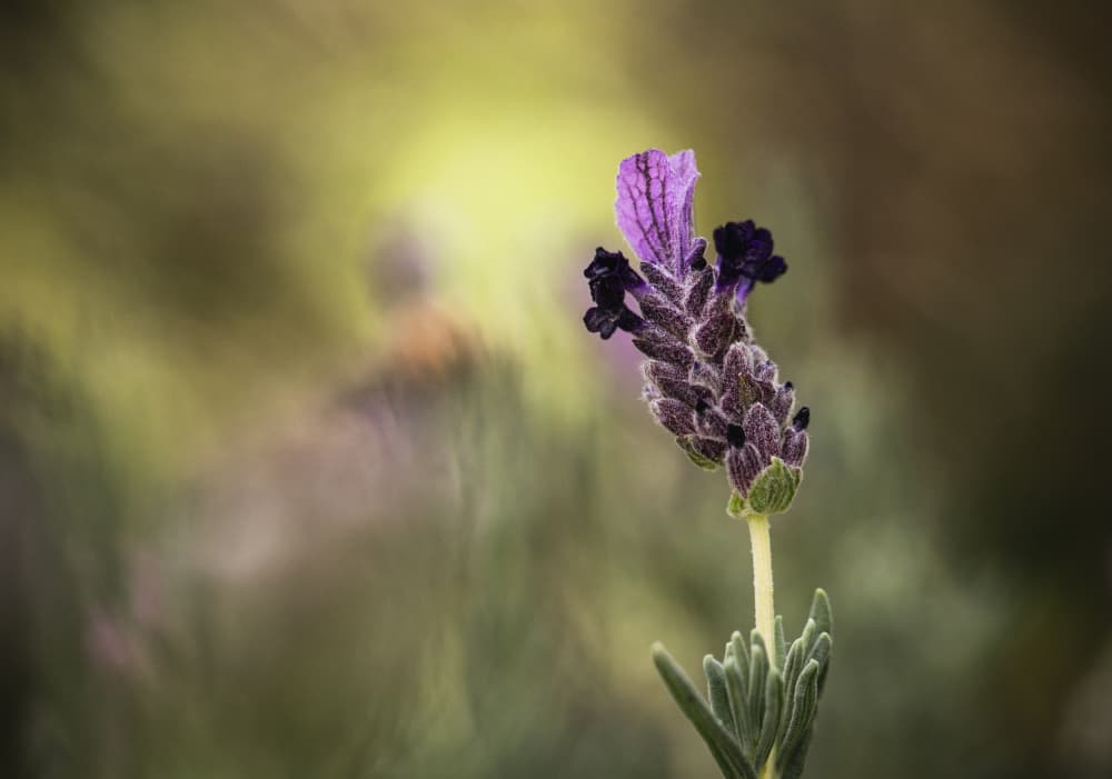 Purple Lavender Bloom by Claudi Lourens — canvas wall art