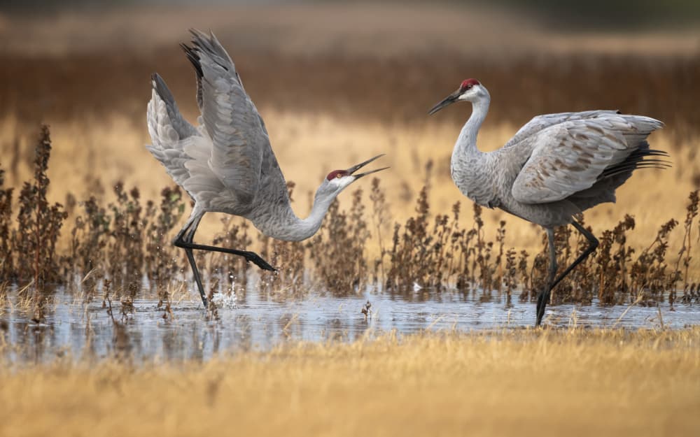 Sandhill Cranes Calling by Joan Zhang — canvas wall art