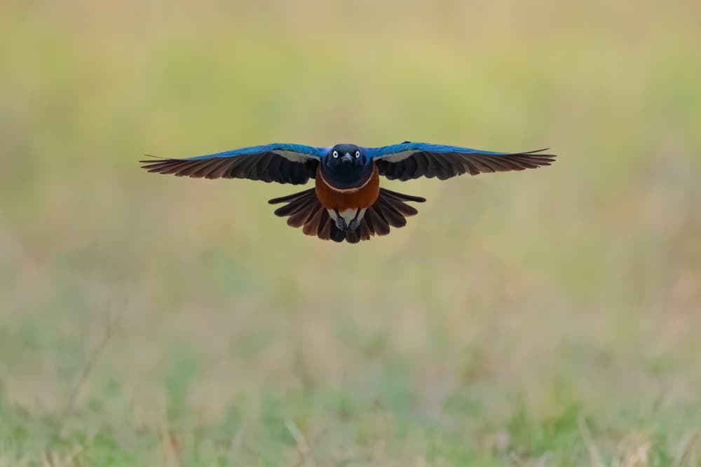 Vibrant Bird in Flight by Tracy — canvas wall art