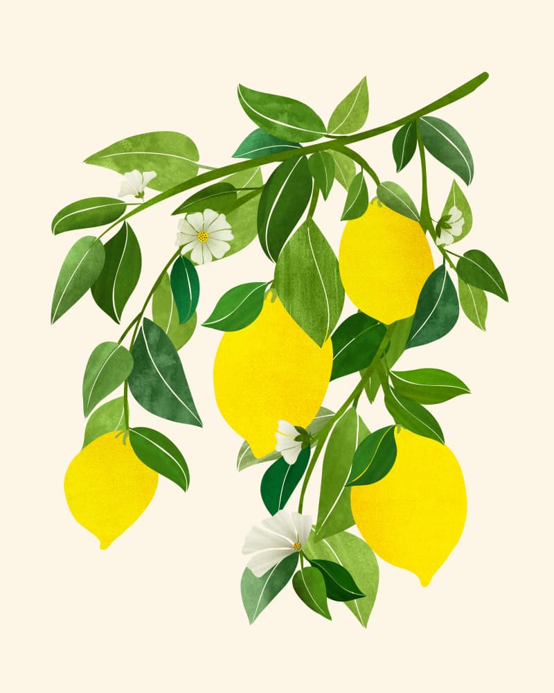 Lemon Tree Illustration by Kristian Gallagher — canvas wall art