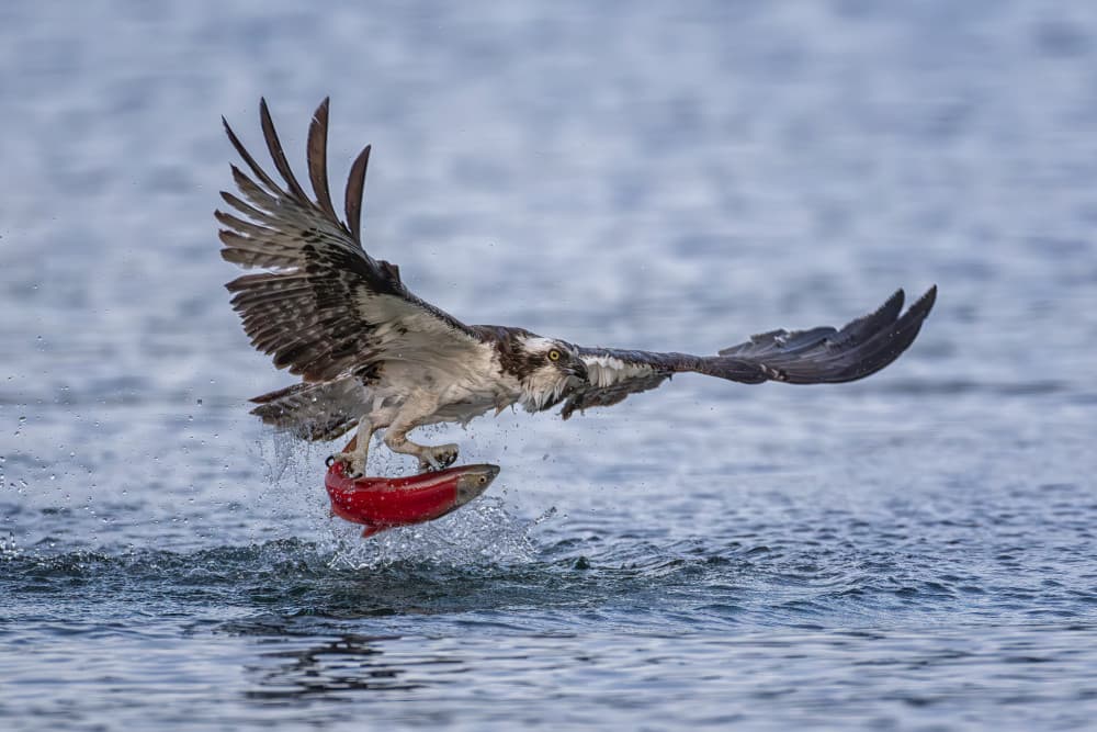 Osprey Catches Red Fish by Max Wang — canvas wall art