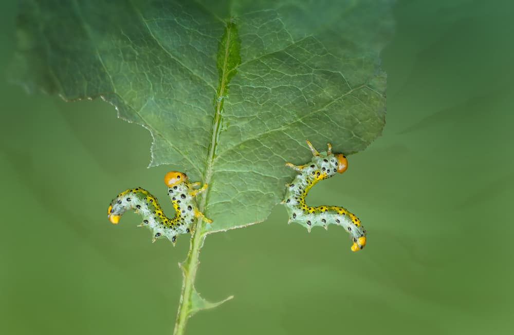 Vibrant Caterpillars on Leaf by Molly Fu APA — canvas wall art