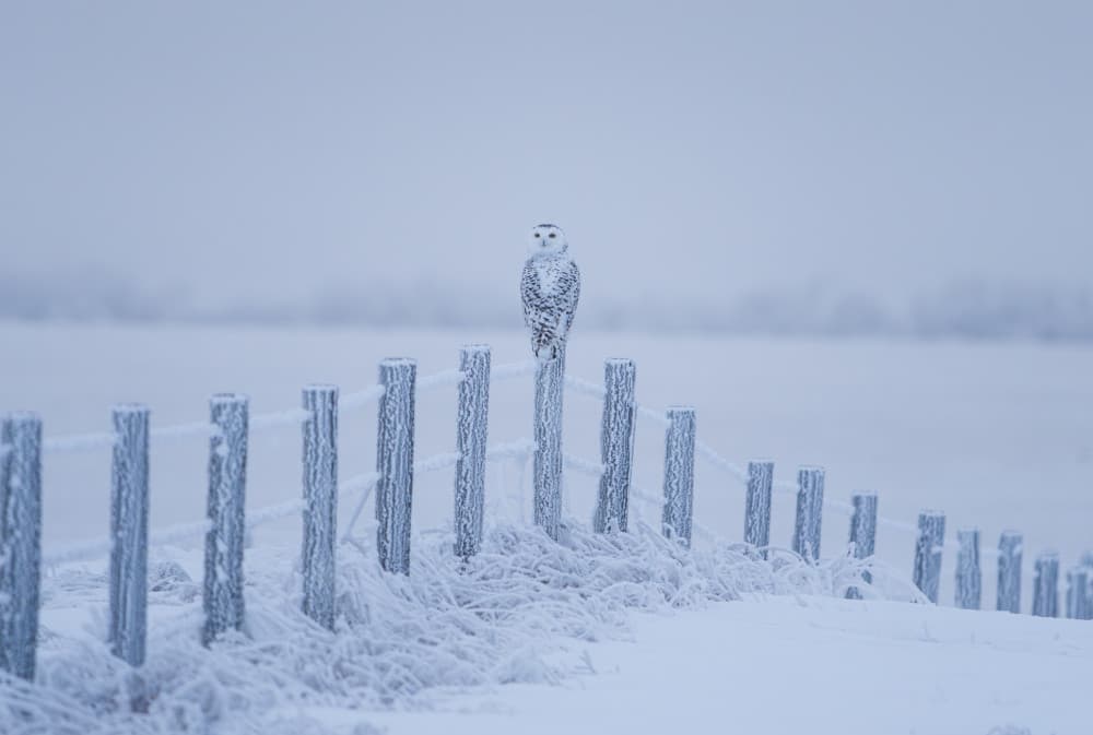 Snowy Owl Winter Perch by Jenny L. Zhang — canvas wall art