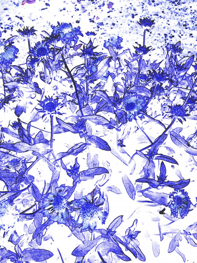 Artistic Blue Botanicals by Santhosh ch — canvas wall art